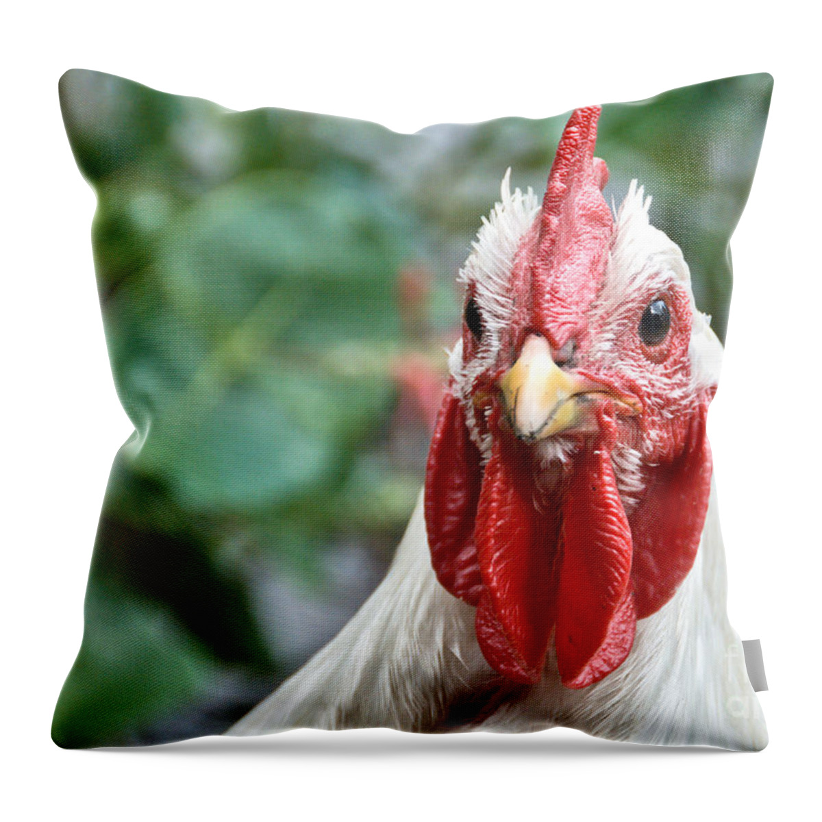 Rooster Throw Pillow featuring the photograph Cheeky Rooster by Cheryl Baxter