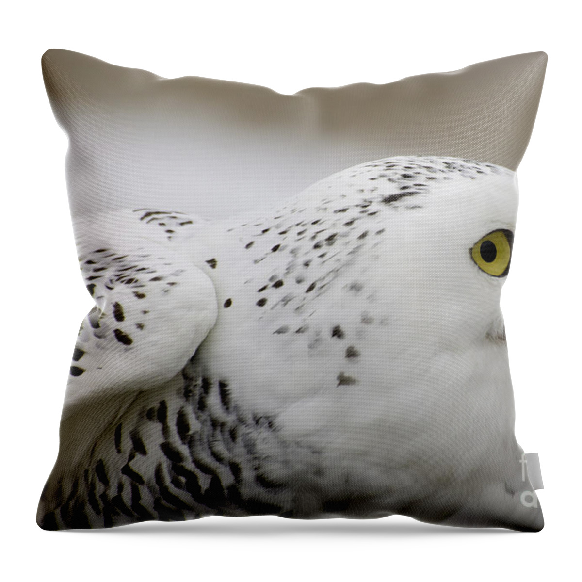 Snowy Throw Pillow featuring the photograph Cheeky snow owl by Les Palenik