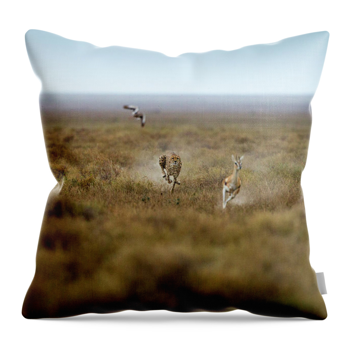 Grass Throw Pillow featuring the photograph Cheetah Chases Gazelle, Ngorongoro by Paul Souders