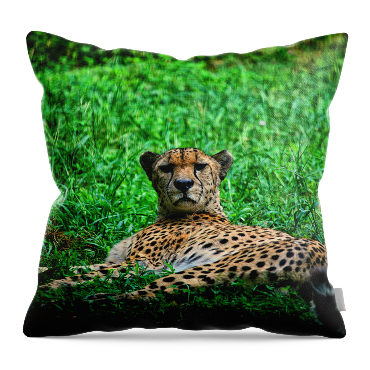 Cheetah Throw Pillow featuring the photograph Cheetah by Karol Livote