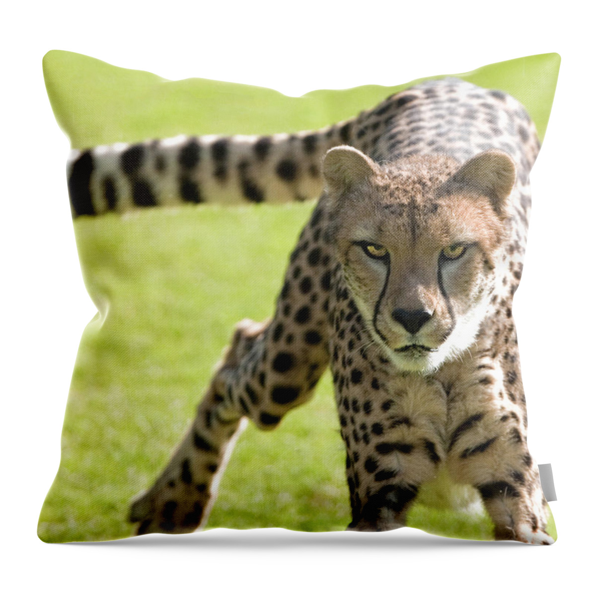 Animal Throw Pillow featuring the photograph cheetah Running Portrait by William Bitman