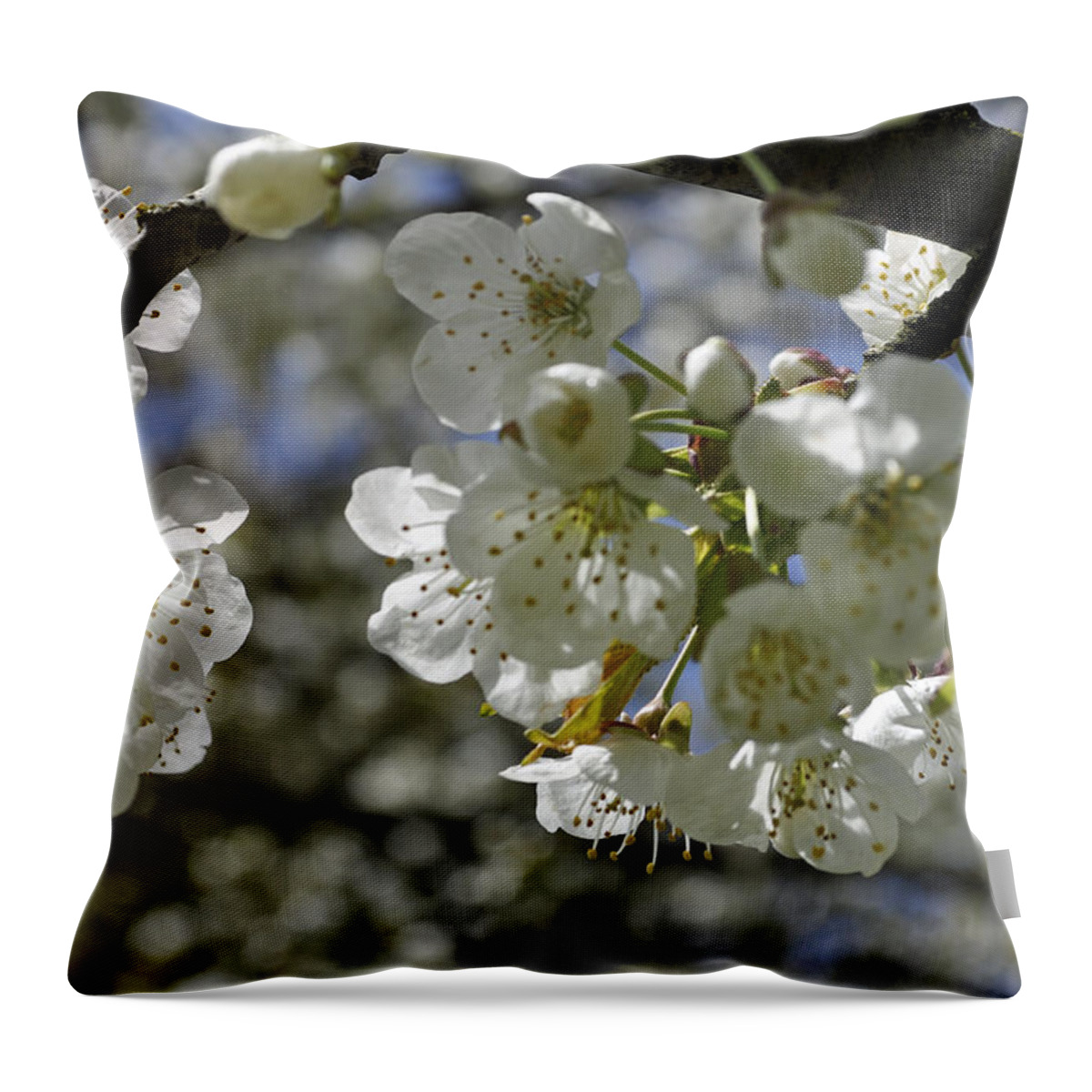 Cherry Throw Pillow featuring the photograph Cherry Blossoms by Tikvah's Hope