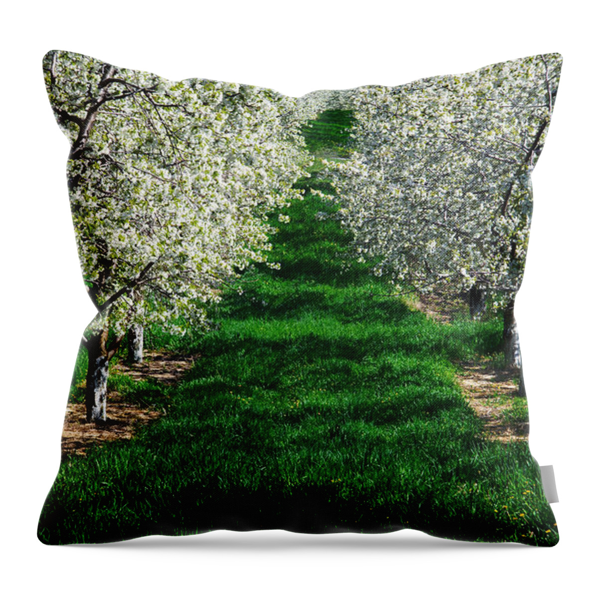 Floral Throw Pillow featuring the photograph Cherry Orchard Morning by Mary Lee Dereske