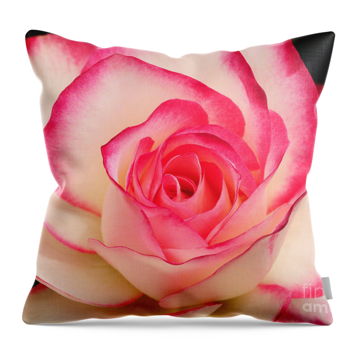 Nature Throw Pillow featuring the photograph Cherry Parfait Rose by Olivia Hardwicke