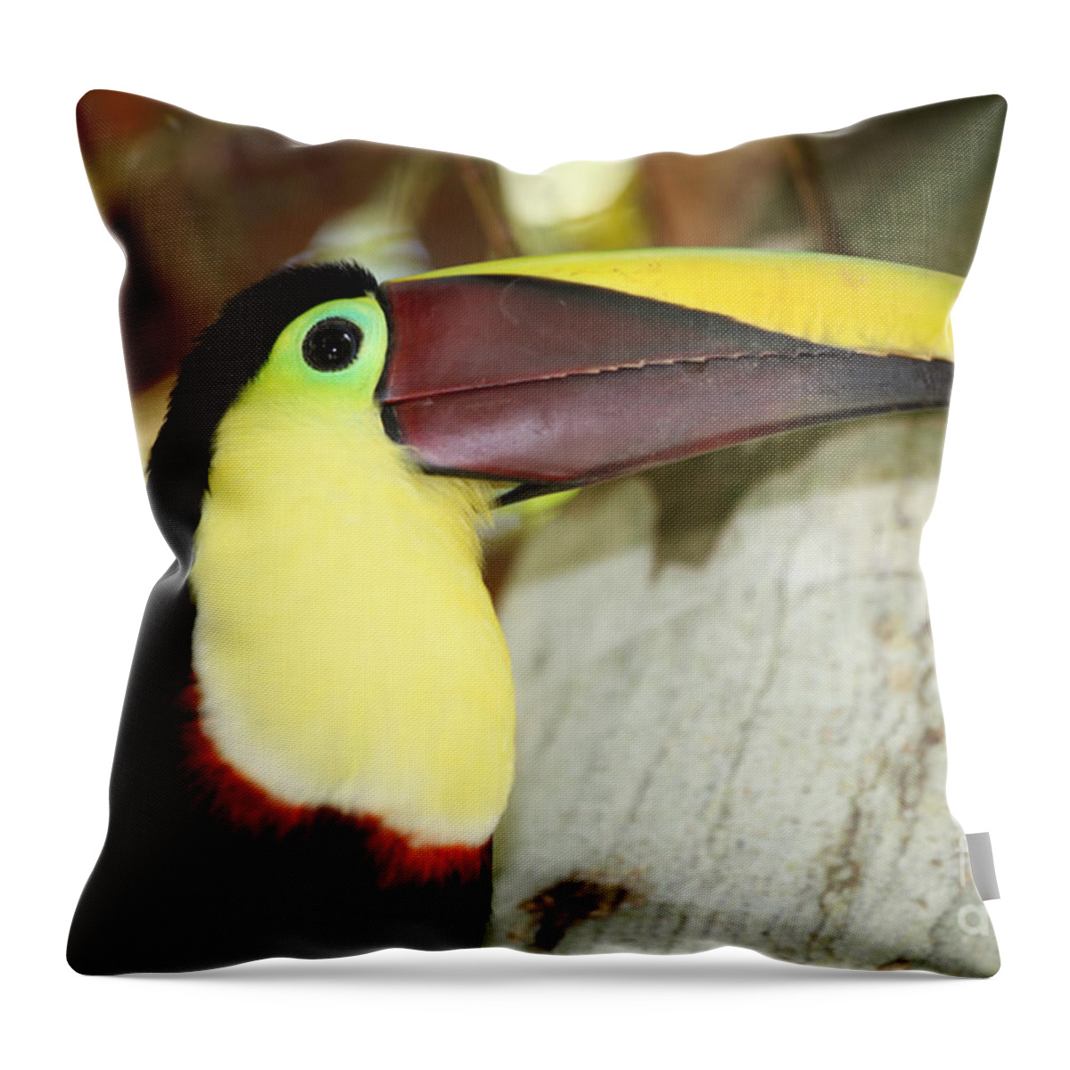 Toucan Throw Pillow featuring the photograph Chestnut mandibled toucan by James Brunker
