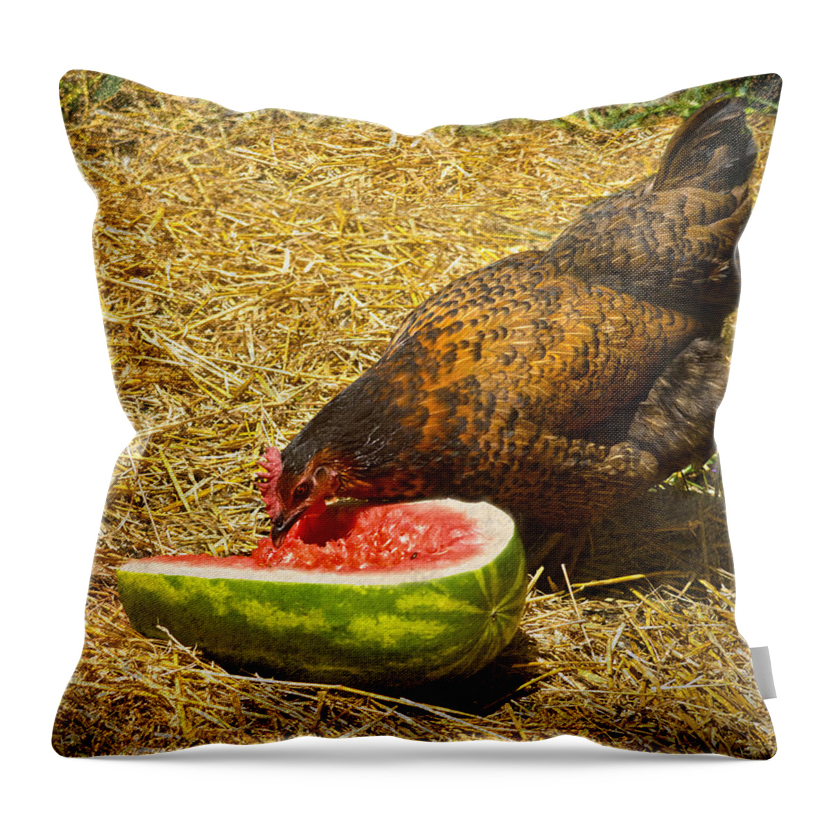Mahogany Favorolle Chicken Throw Pillow featuring the photograph Chicken And Her Watermelon by Sandi OReilly