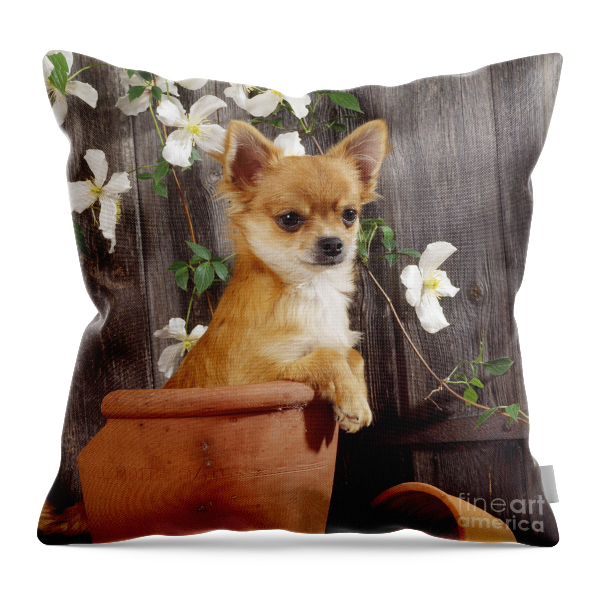 Chihuahua Throw Pillow featuring the photograph Chihuahua Dog In Flowerpot by John Daniels