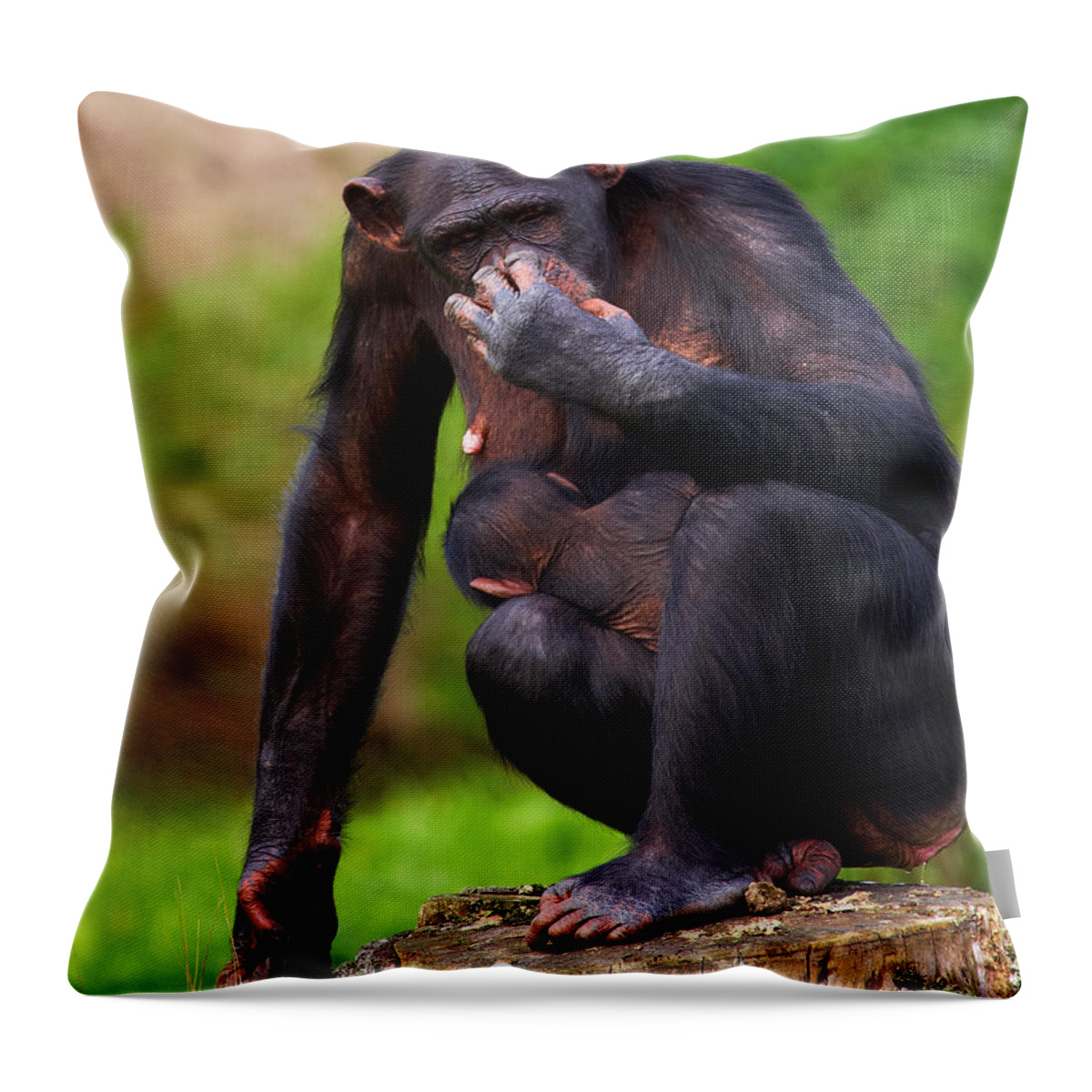 Chimpanzee Throw Pillow featuring the photograph Chimp with a baby on her belly by Nick Biemans