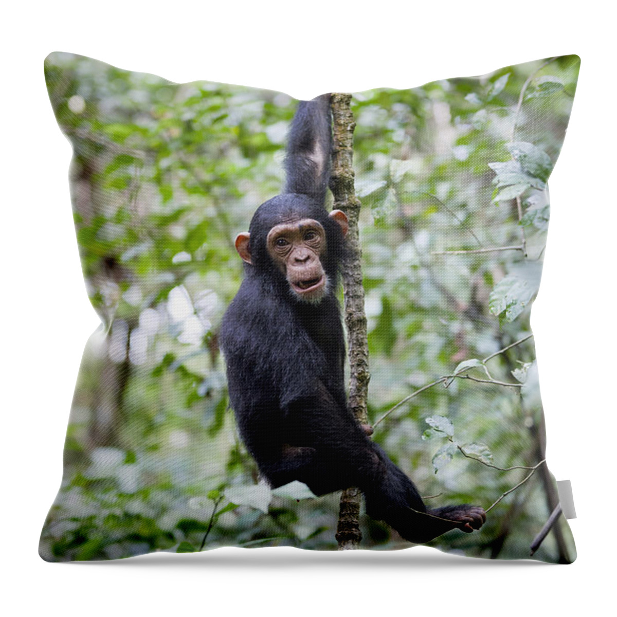 Feb0514 Throw Pillow featuring the photograph Chimpanzee Juvenile Climbing Tanzania by Konrad Wothe