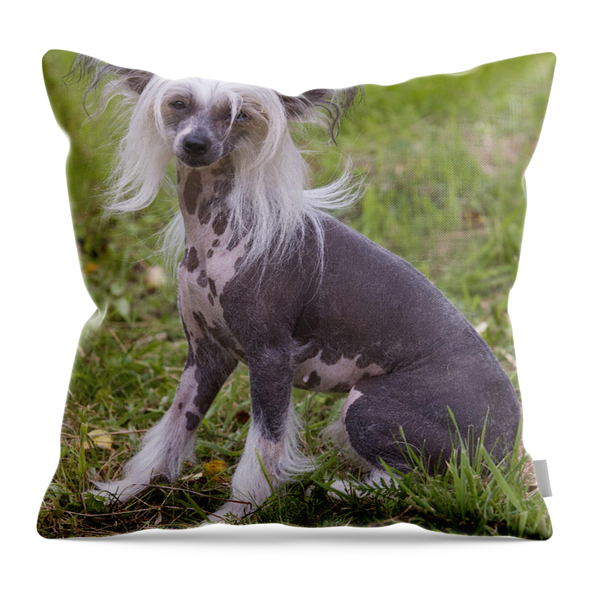 Chinese Crested Throw Pillow featuring the photograph Chinese Crested Dog by Jean-Michel Labat