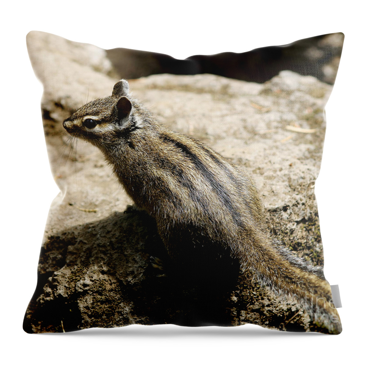 Chipmunk Throw Pillow featuring the photograph Chipmunk on a Rock by Belinda Greb