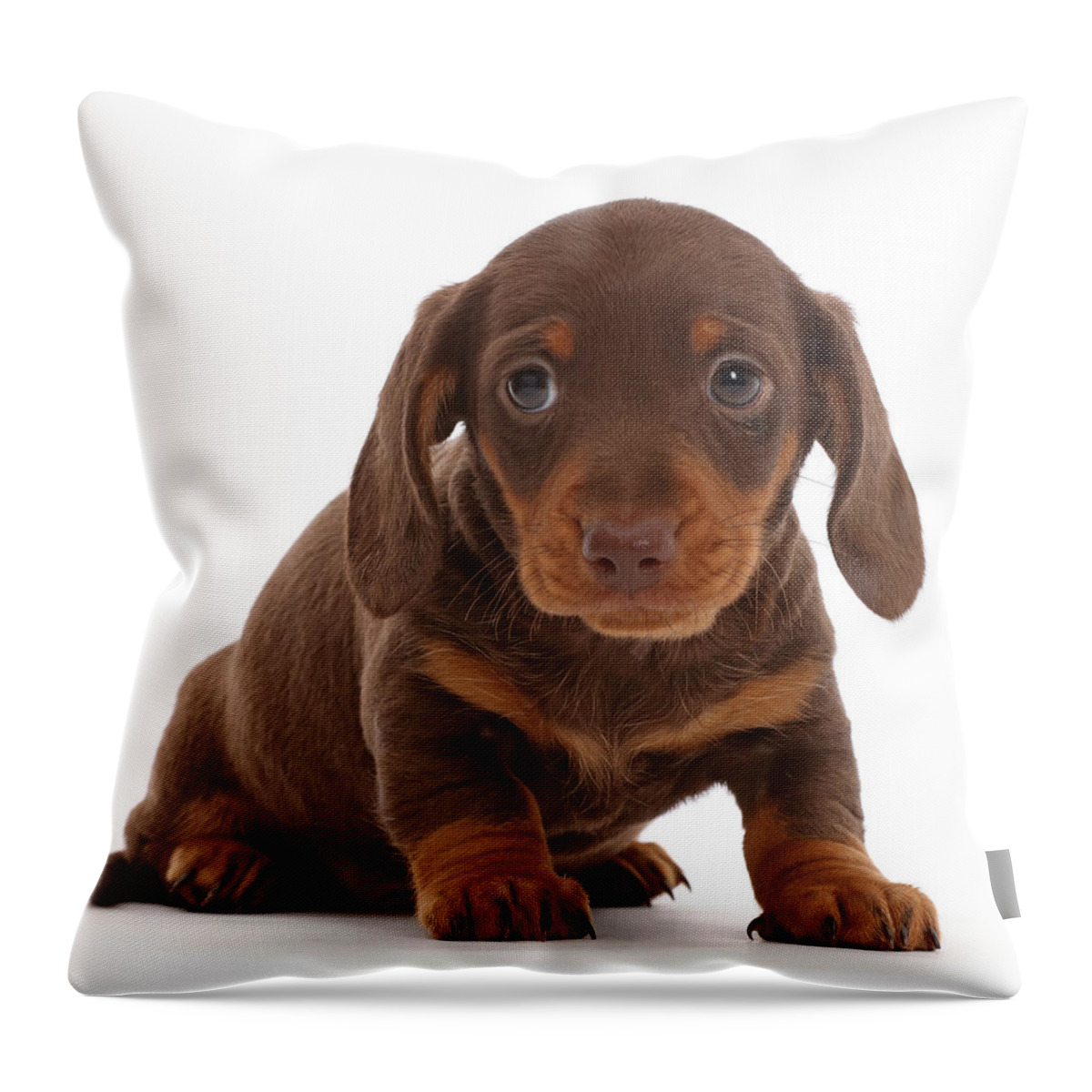 Dachshund Throw Pillow featuring the photograph Chocolate Dachshund Puppy by Mark Taylor