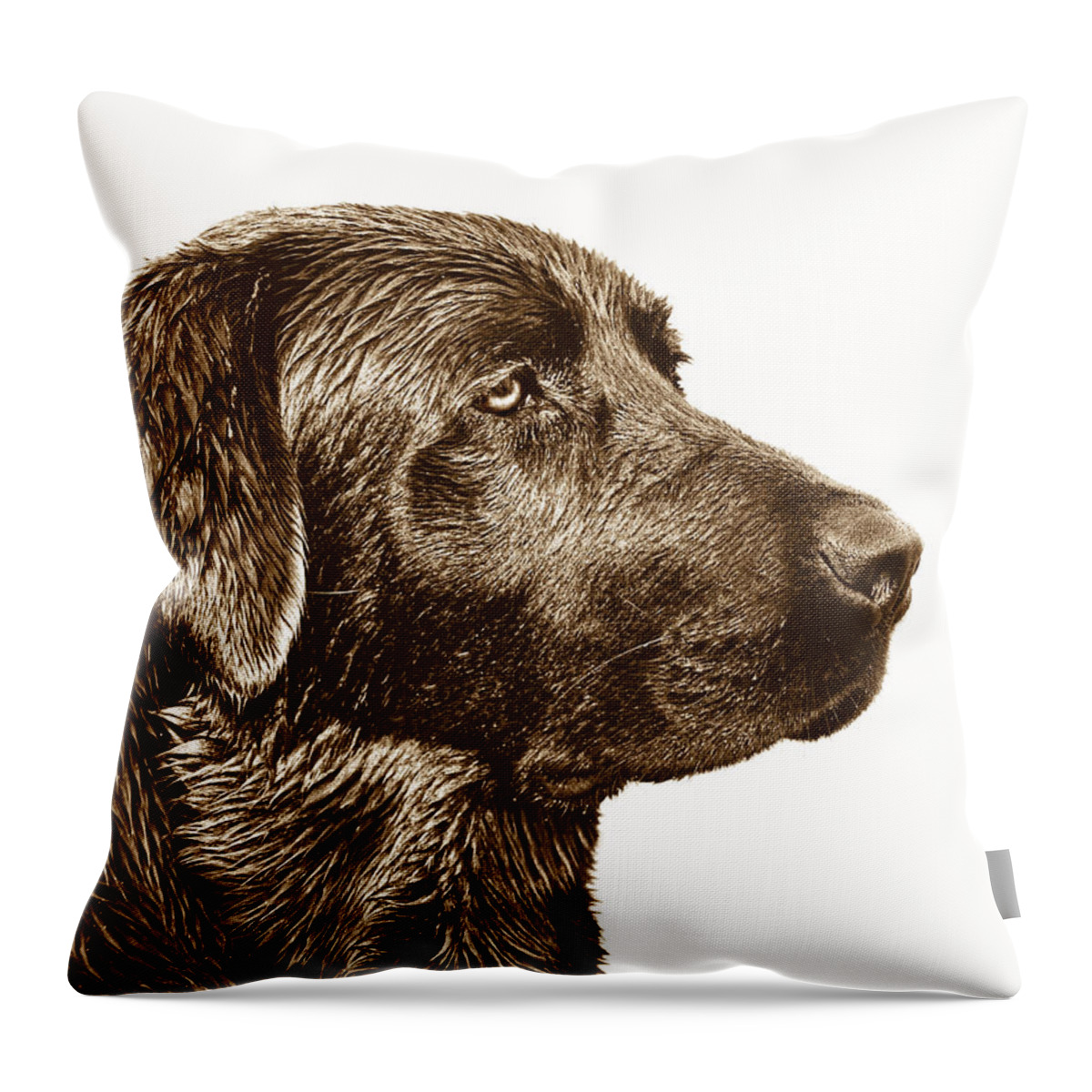 Labrador Retriever Throw Pillow featuring the photograph Chocolate Labrador Retriever by Jennie Marie Schell