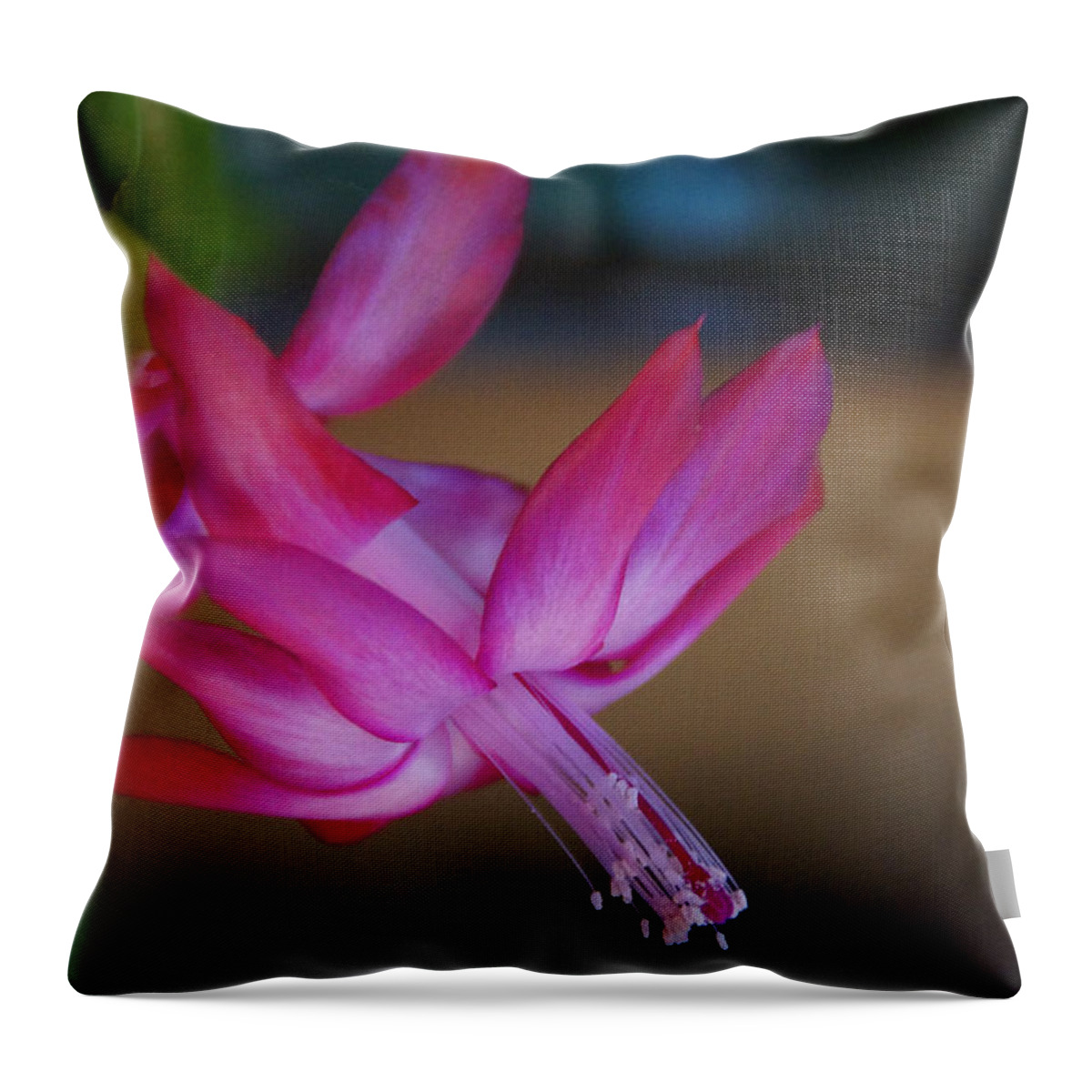 Bloom Throw Pillow featuring the photograph Christmas Cactus Bloom by Mick Anderson