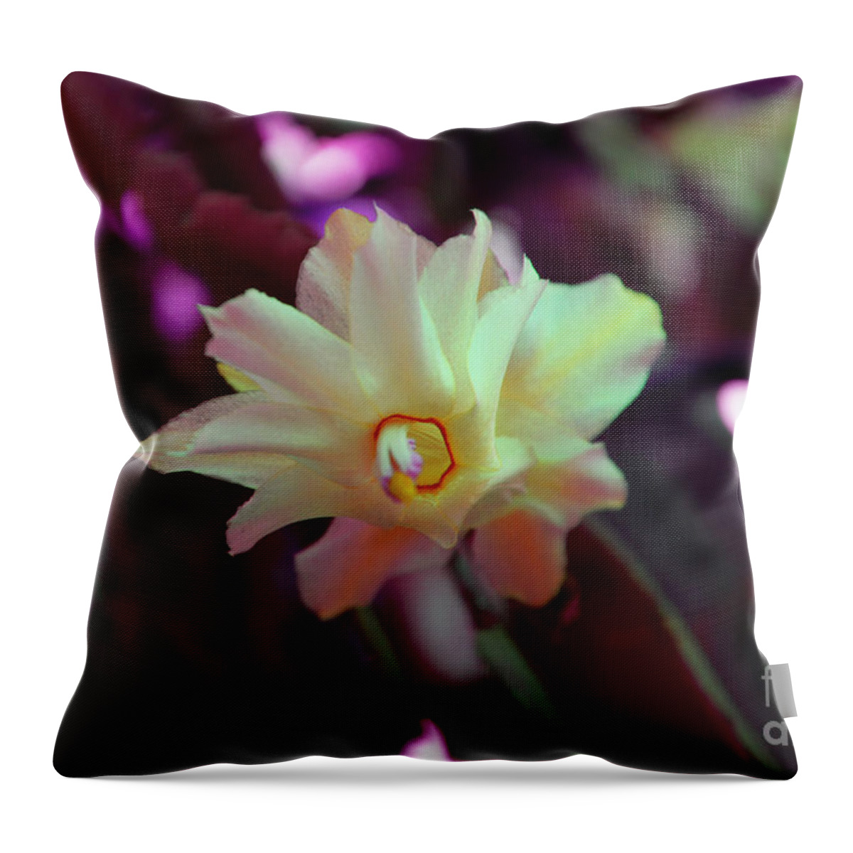 Cactus Throw Pillow featuring the photograph Christmas Cactus Flower by Ramona Matei