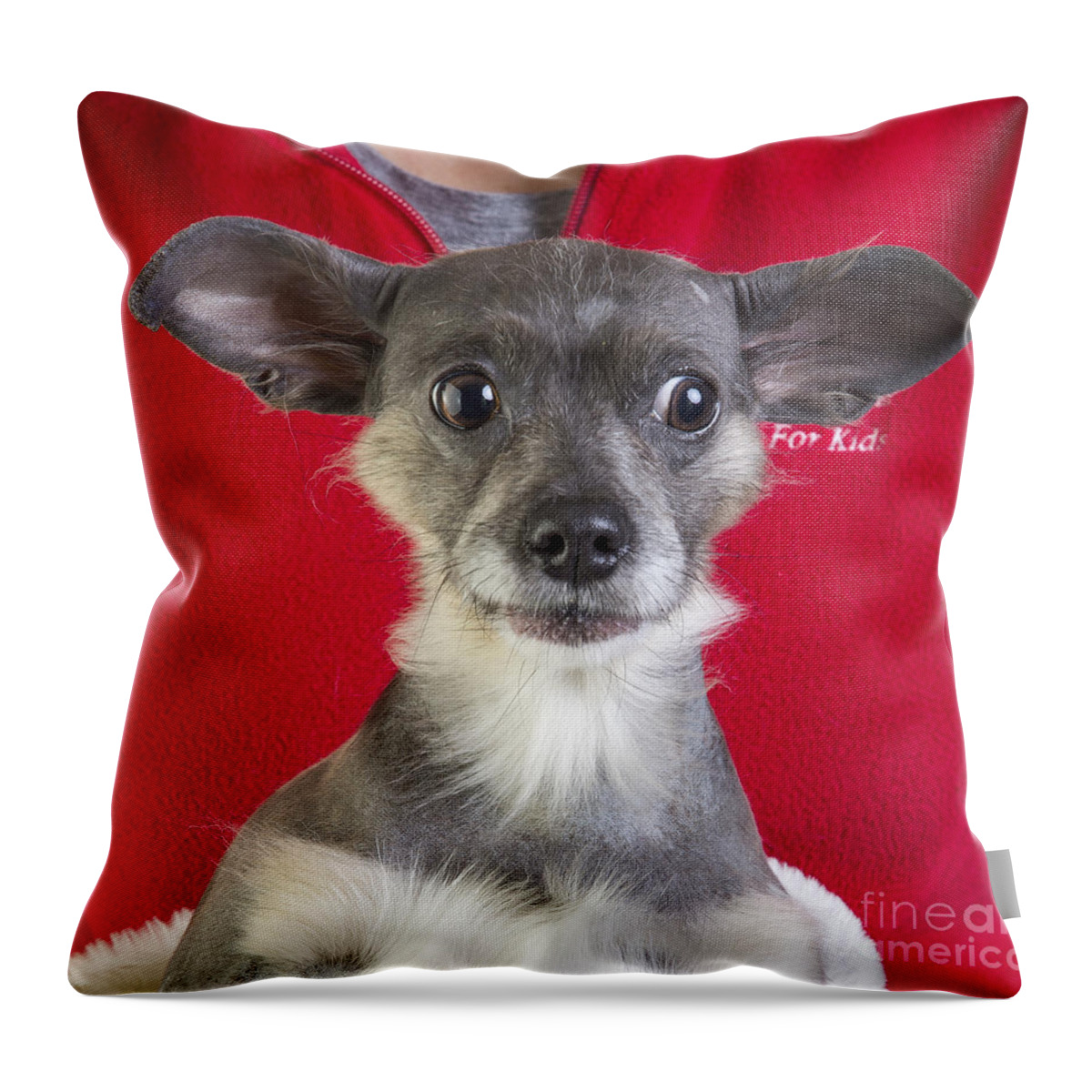 Dog Throw Pillow featuring the photograph Christmas Dog by Edward Fielding