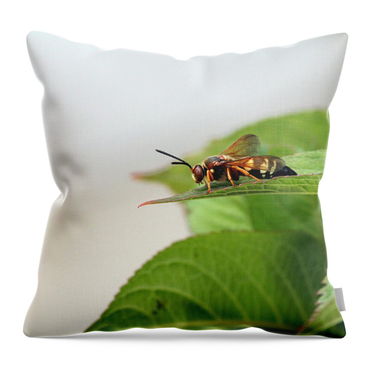 Cicada Throw Pillow featuring the photograph Cicada Killer by Jackson Pearson