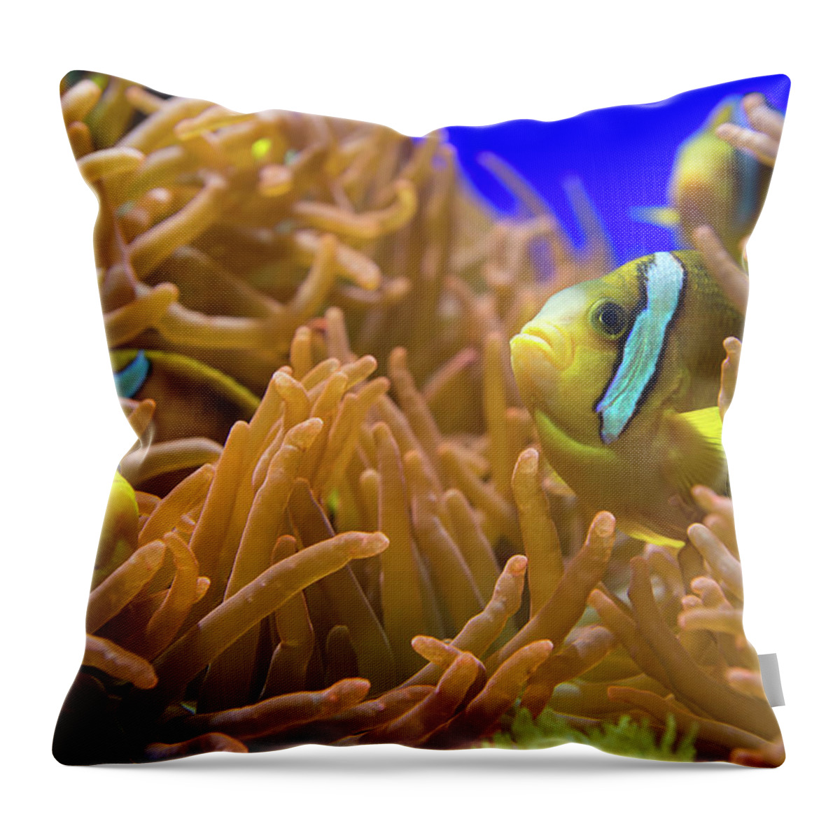 Underwater Throw Pillow featuring the photograph Clarks Anemonfish - Amphiprion Clarkii by Cruphoto