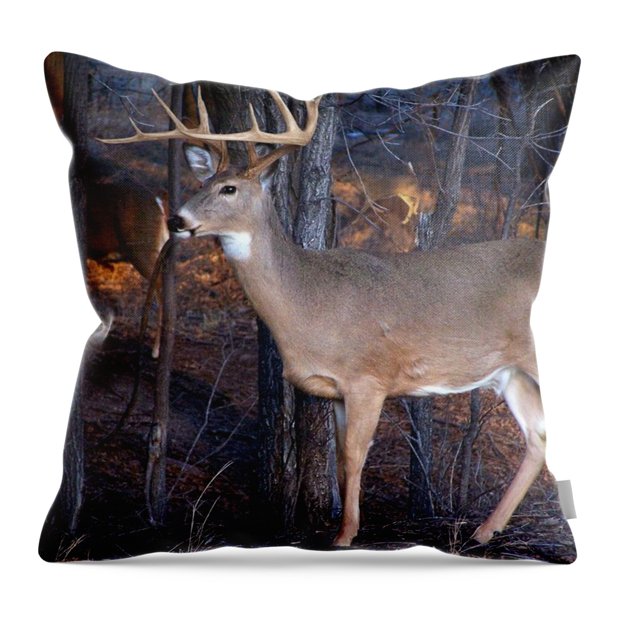 Deer Throw Pillow featuring the photograph Clear Shot by Bill Stephens