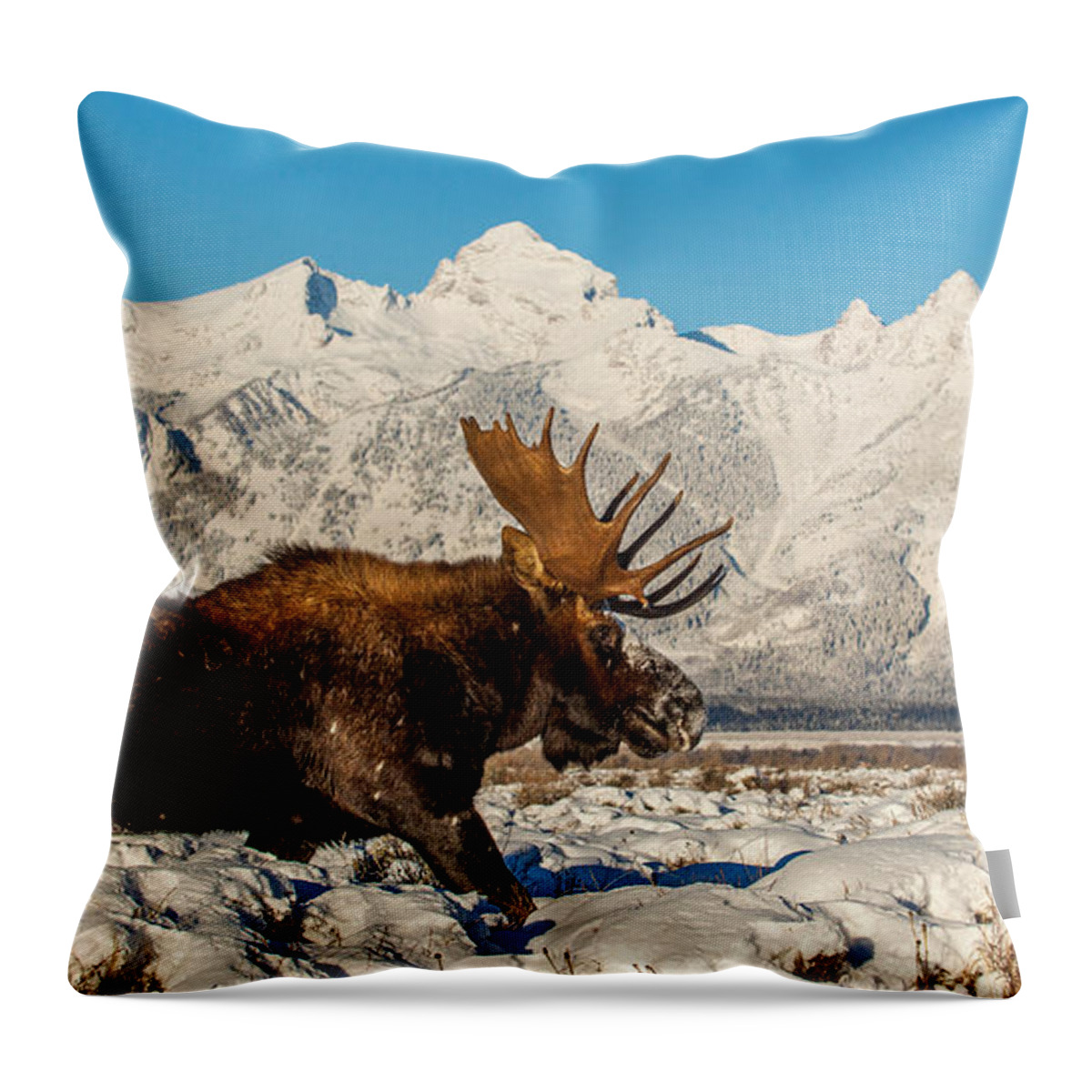 Moose Throw Pillow featuring the photograph Clearing Sky by Kevin Dietrich