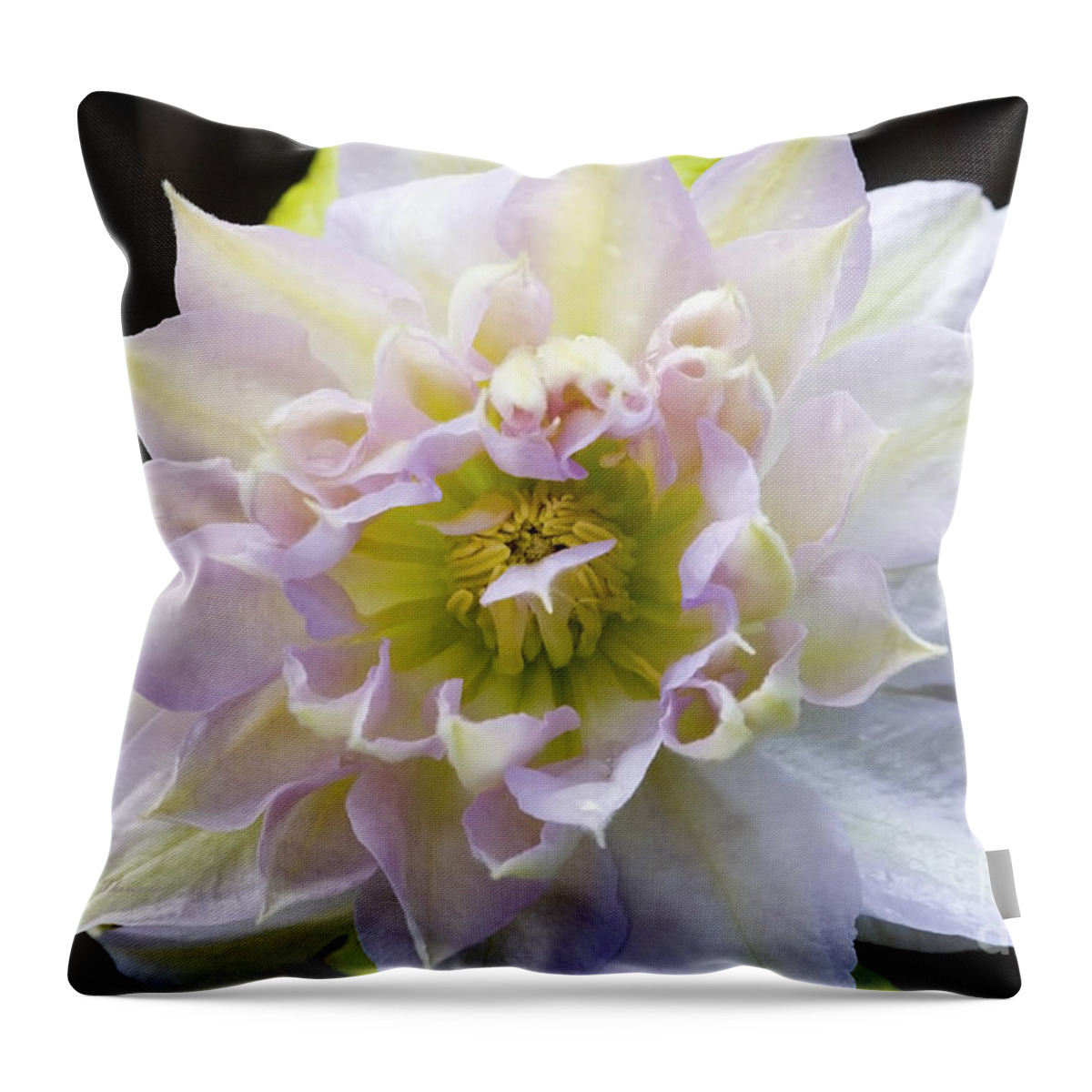 Clematis Throw Pillow featuring the photograph Clematis 'Belle of Woking' by Richard J Thompson 