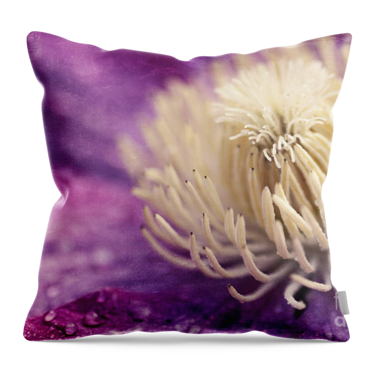 Flower Throw Pillow featuring the photograph Clematis-macro photograph of a purple clematis by Sylvia Cook