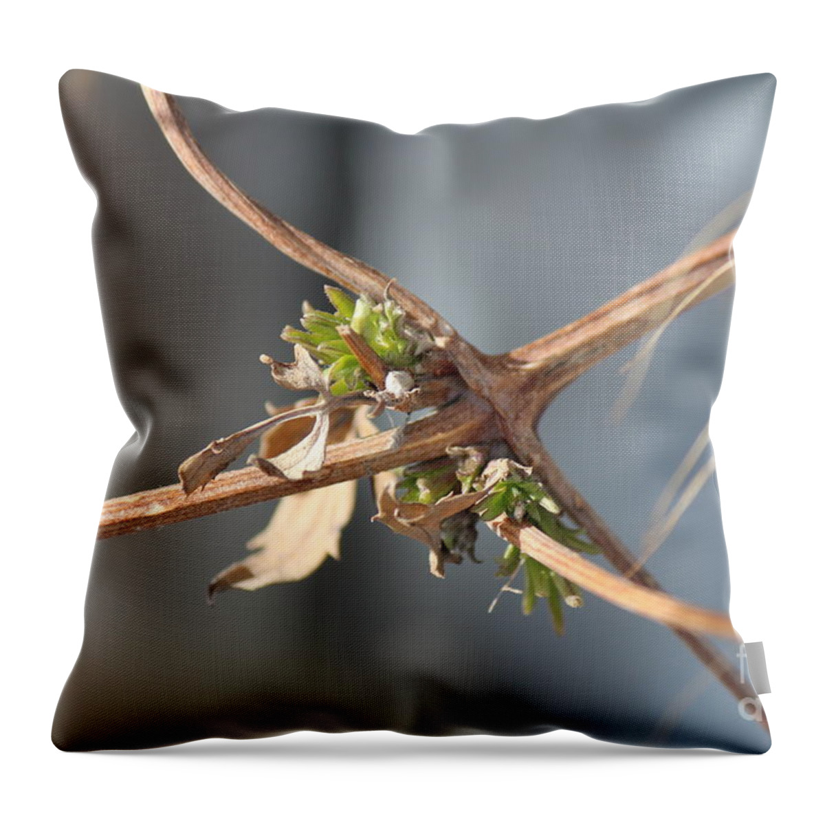 Clematis Throw Pillow featuring the photograph Clematis Vine by Ann E Robson