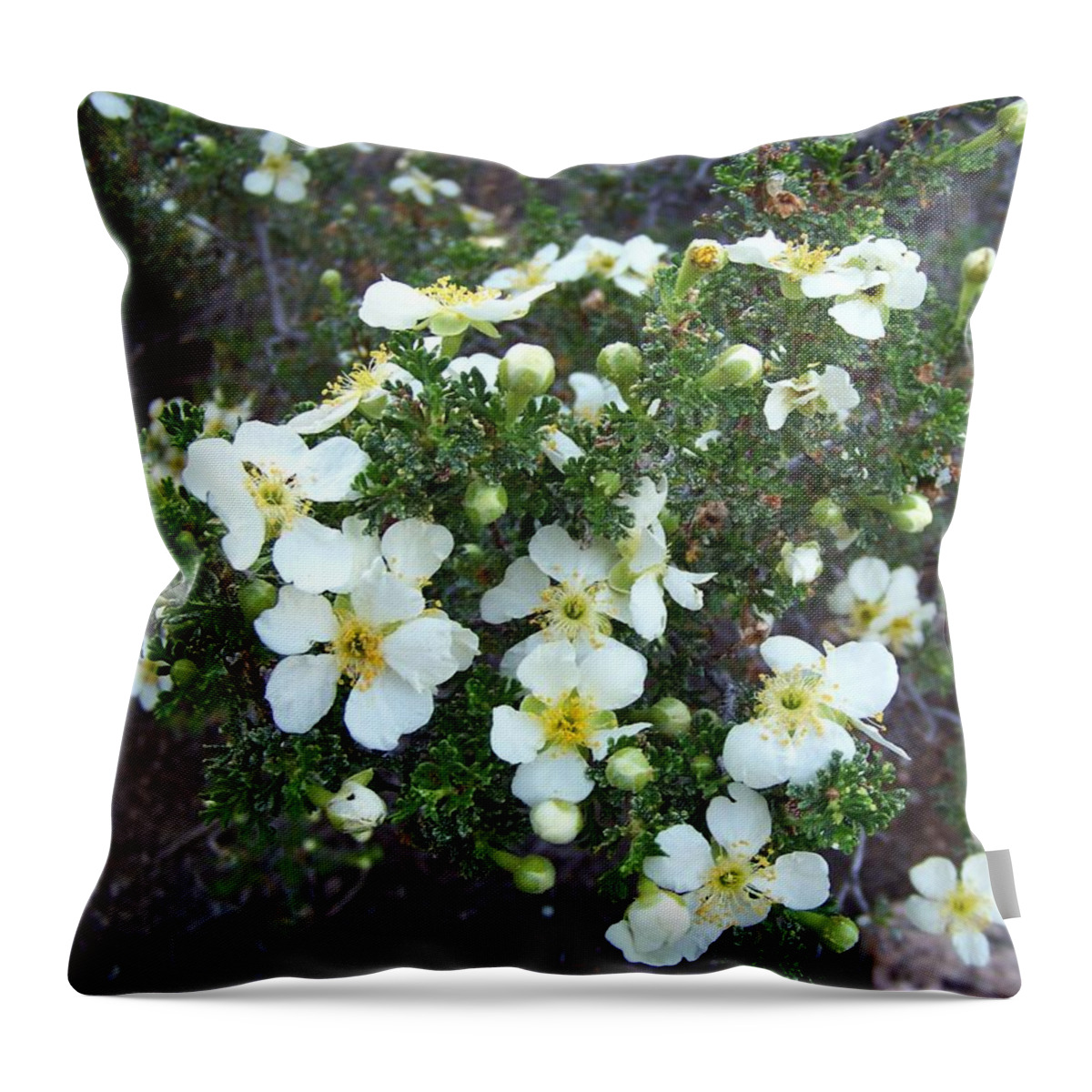 Rose Throw Pillow featuring the photograph Cliff Rose by Charles Robinson