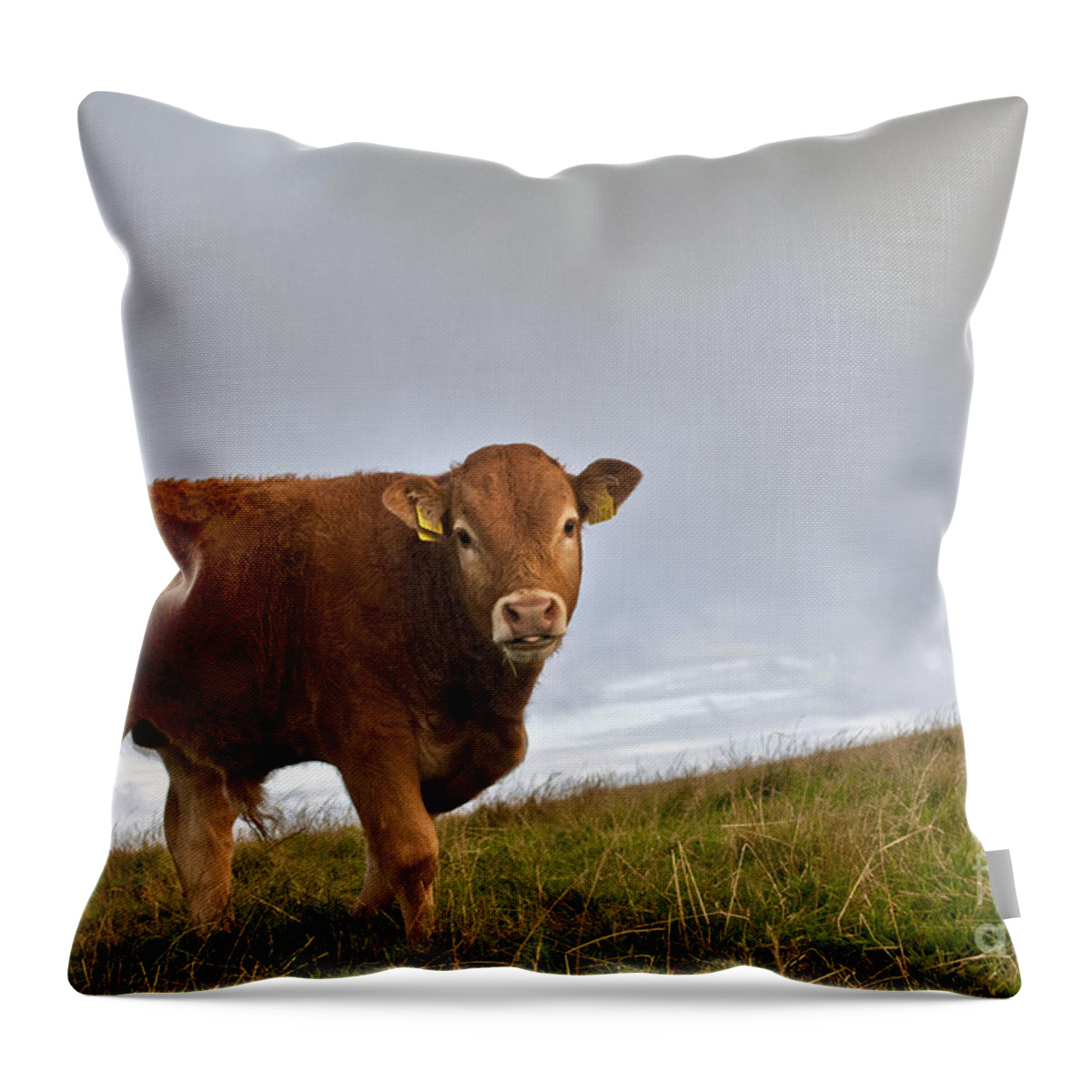 Ireland Digital Photographs Throw Pillow featuring the digital art Cliffs of Moher Brown Cow by Danielle Summa