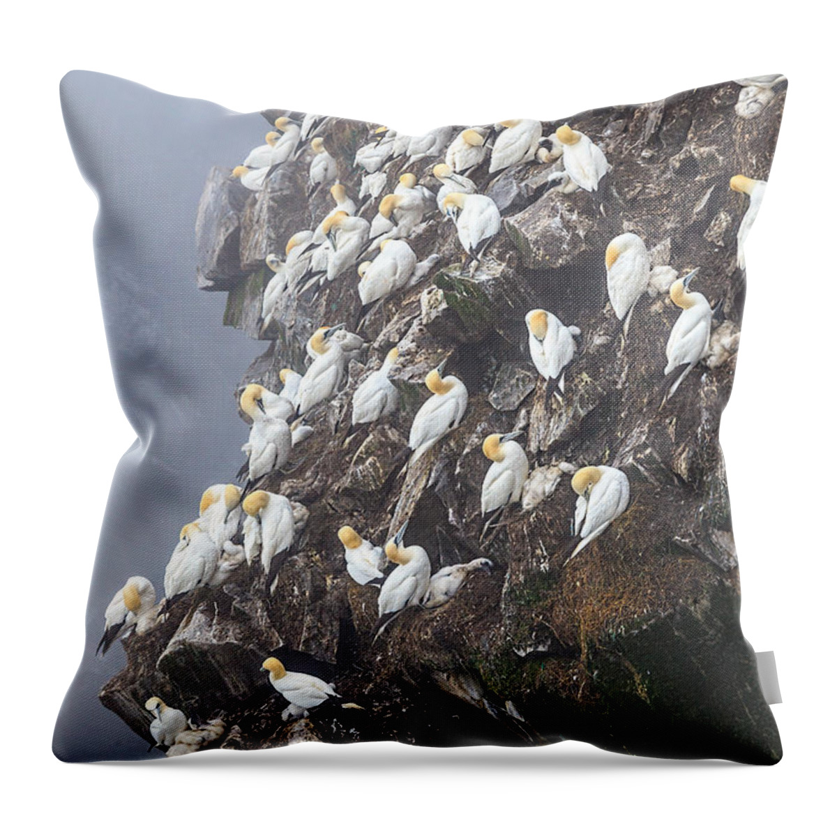 Northern Gannet Throw Pillow featuring the photograph Close-up Norther Gannet Colony by Perla Copernik