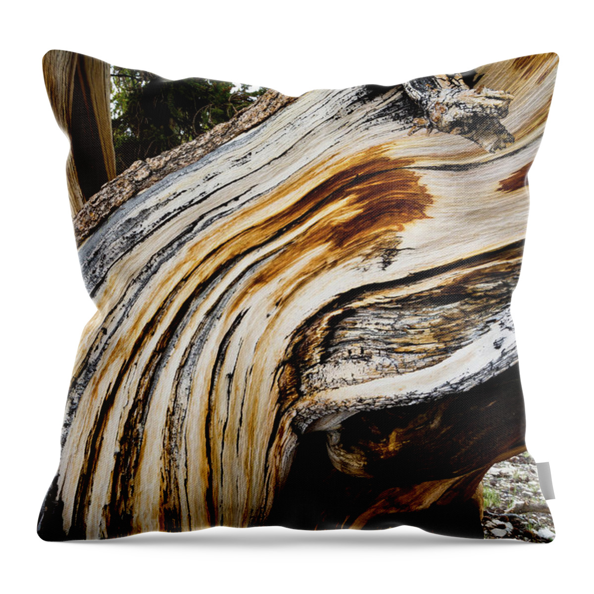 Photography Throw Pillow featuring the photograph Close-up Of Details Of Pine Tree by Panoramic Images