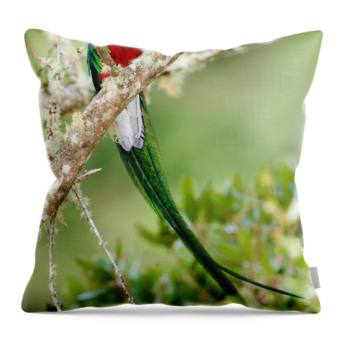 Photography Throw Pillow featuring the photograph Close-up Of Resplendent Quetzal by Panoramic Images
