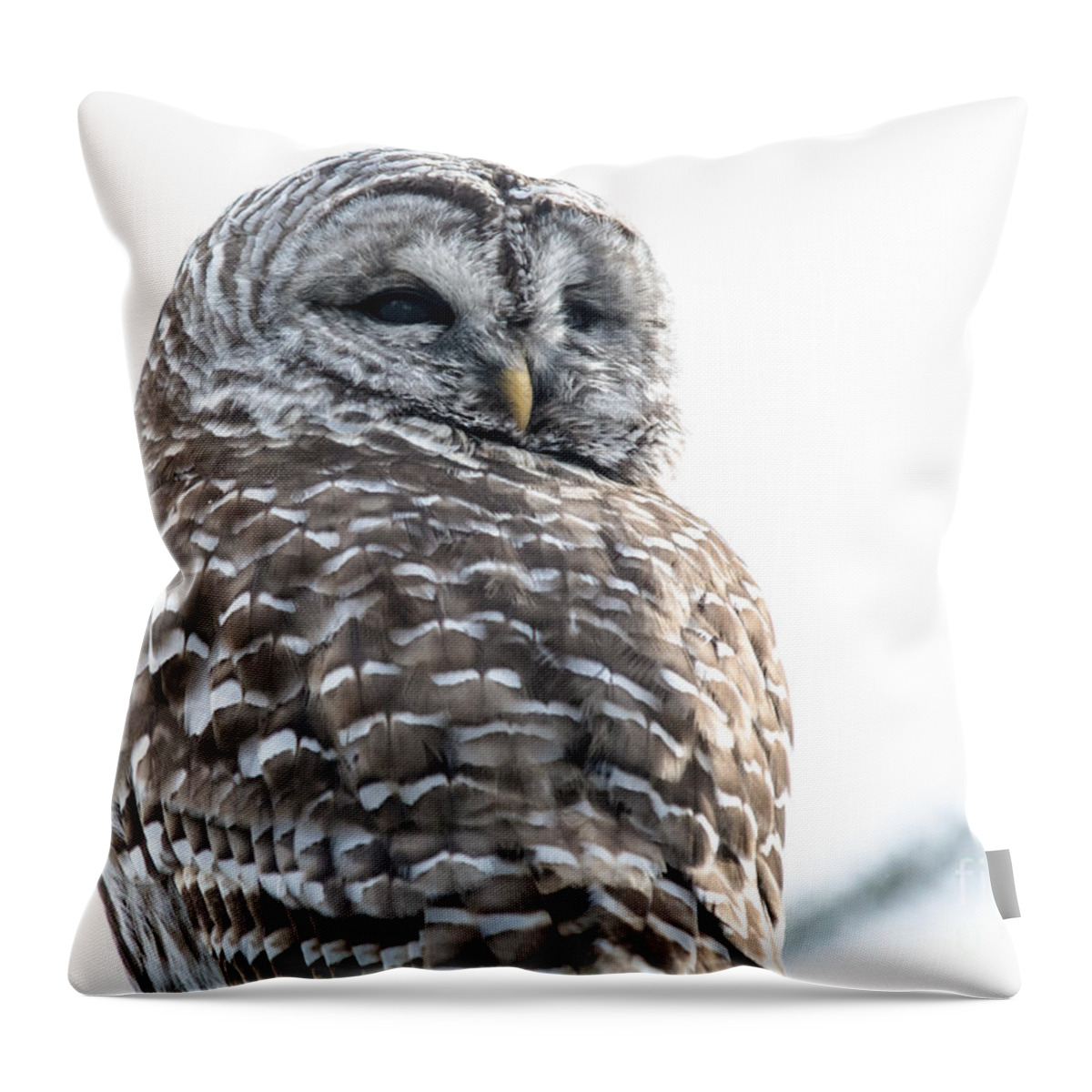 Nature Throw Pillow featuring the photograph Close Up with a Barred Owl by Cheryl Baxter
