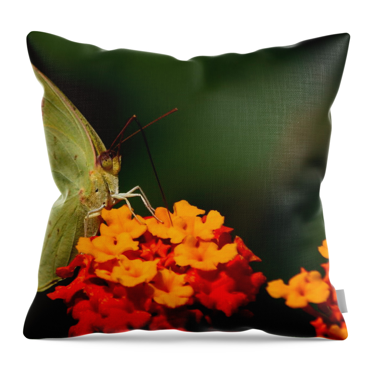 Butterfly Photography Throw Pillow featuring the photograph Closeness by Reid Callaway