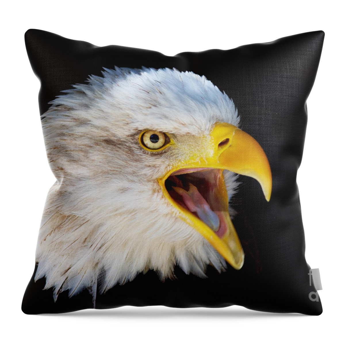 Alaska Throw Pillow featuring the photograph Closeup portrait of a screaming American Bald Eagle by Nick Biemans