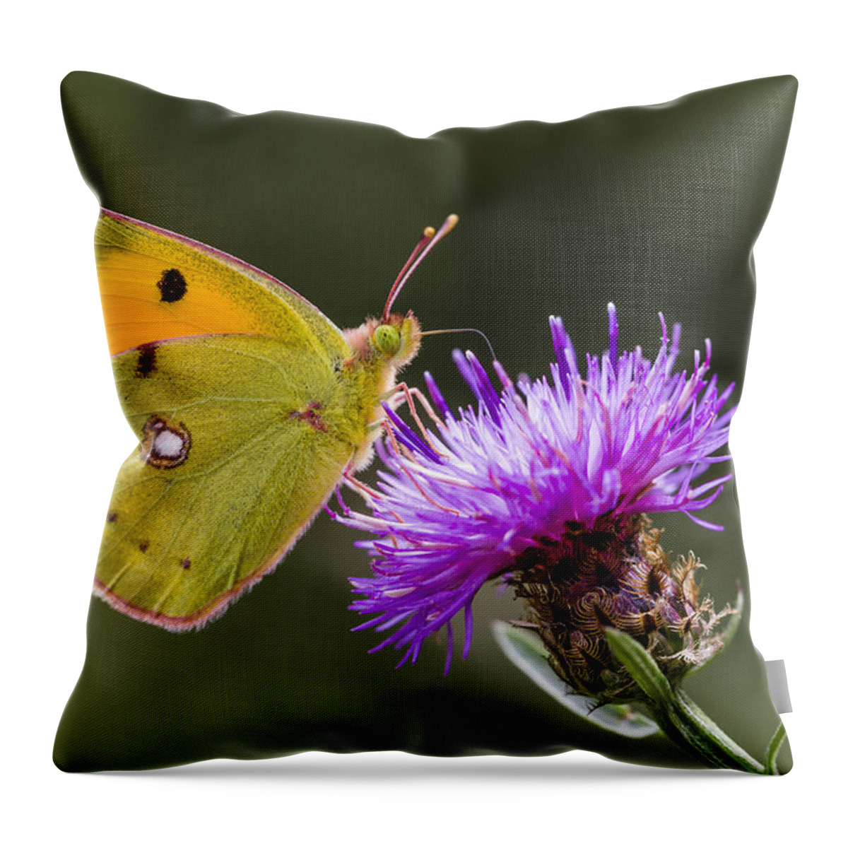 Nis Throw Pillow featuring the photograph Clouded Yellow Butterfly Feeding by Alex Huizinga