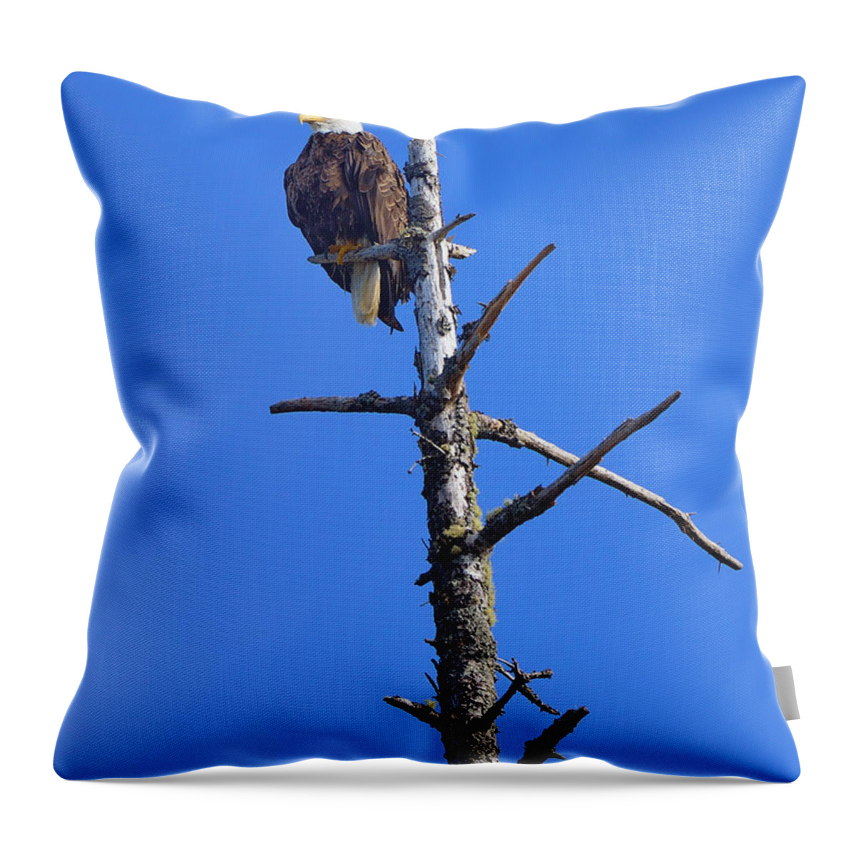 Bald Eagle Throw Pillow featuring the photograph Coastal Bald Eagle by Greg Norrell