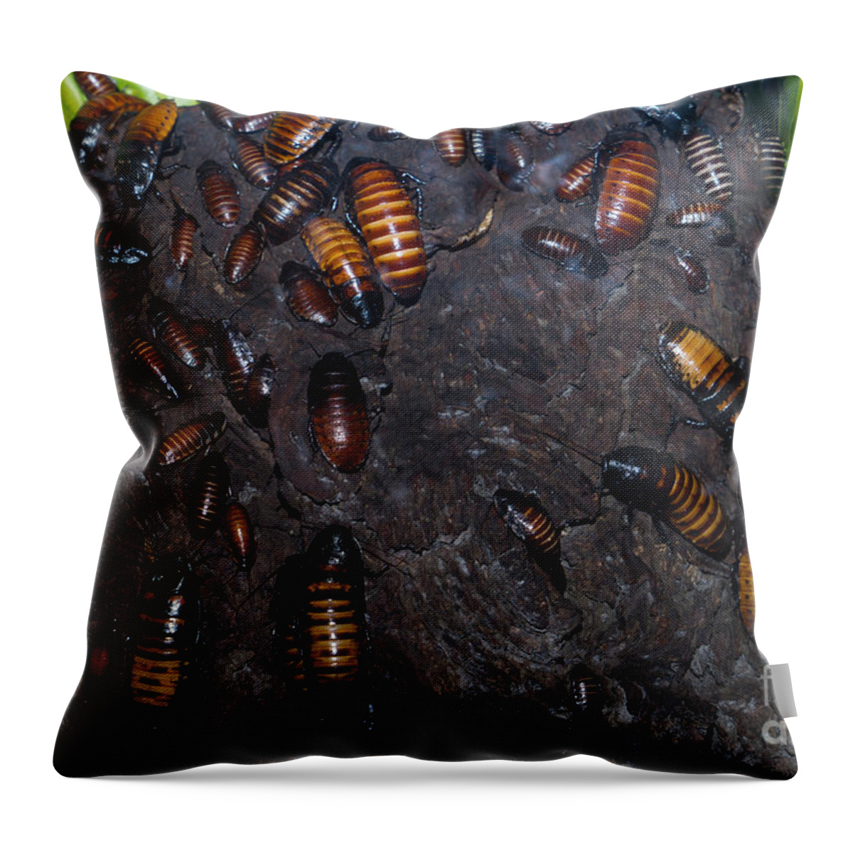 Roach Throw Pillow featuring the photograph Cockroach DSC2968 by Wingsdomain Art and Photography