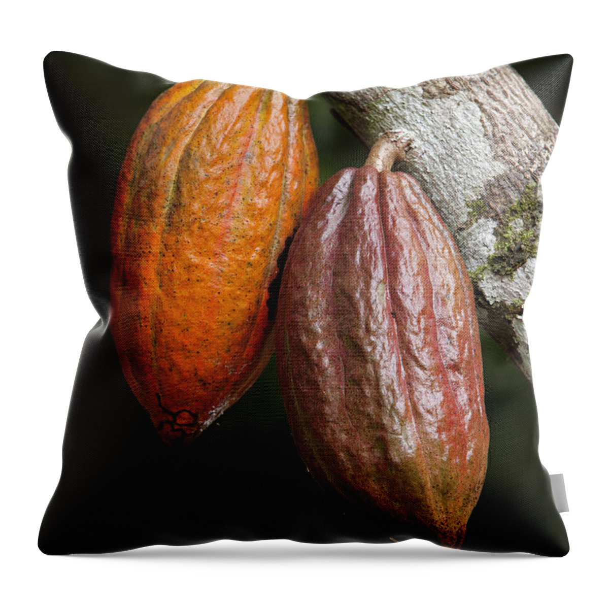 536596 Throw Pillow featuring the photograph Cocoa Fruit Brazil by Ingo Arndt