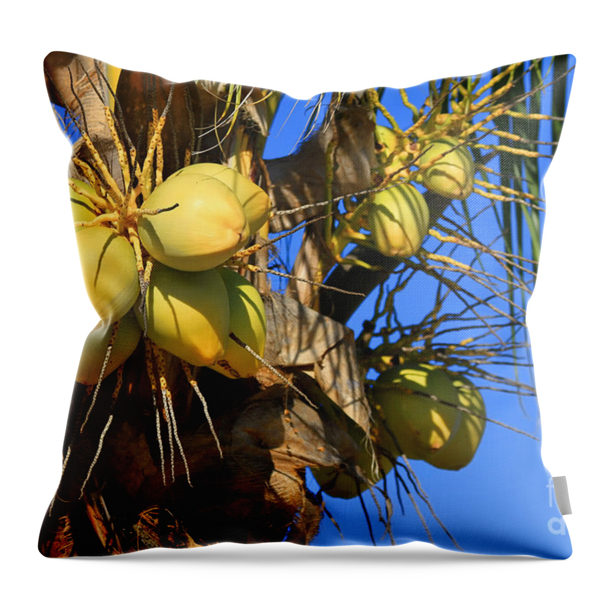 Coconut Palm Throw Pillow featuring the photograph Coconut 2 by Teresa Zieba
