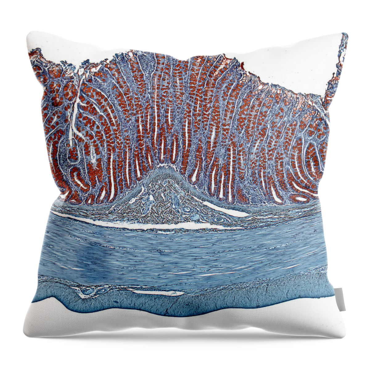 Colon Throw Pillow featuring the photograph Colon Lm by Alvin Telser