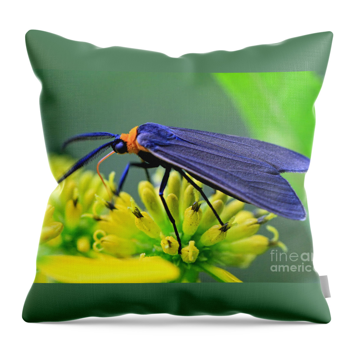 Bugs Throw Pillow featuring the photograph Color Me Blue by Geoff Crego