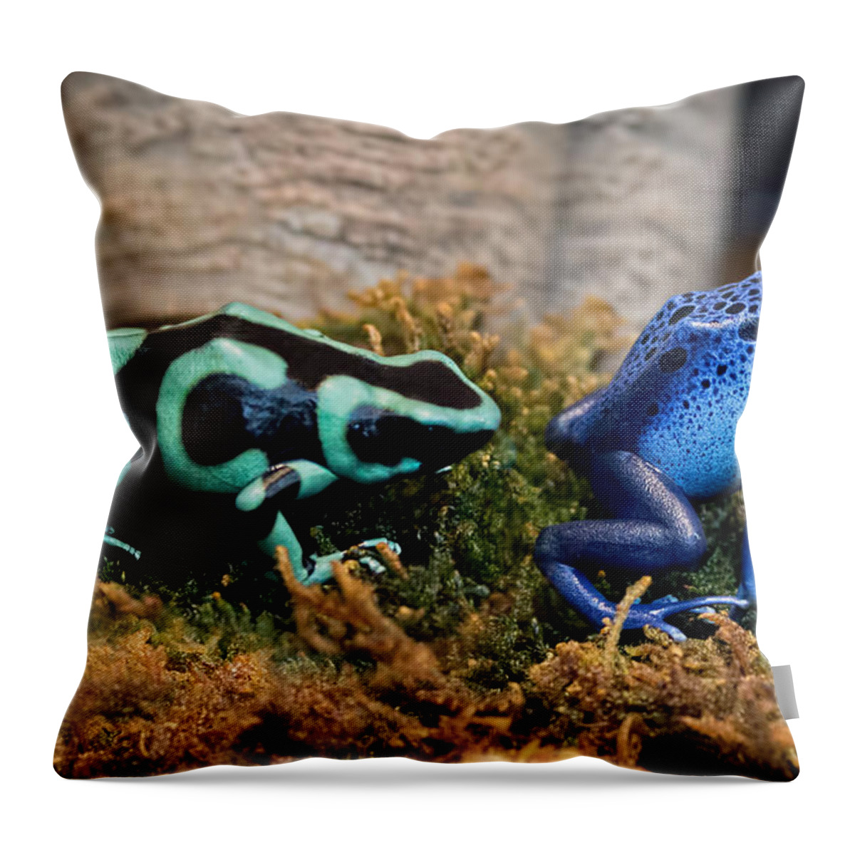 Poison Dart Frog Throw Pillow featuring the photograph Colorful But Deadly Poison Dart Frogs by Barbara McMahon