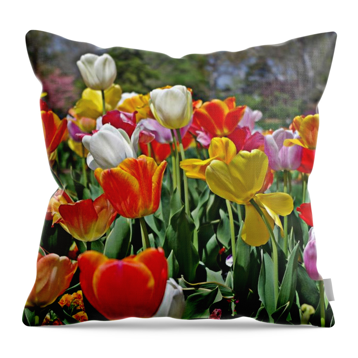 Colorful Tulips Throw Pillow featuring the photograph Colorful Tulips by Sharon Popek