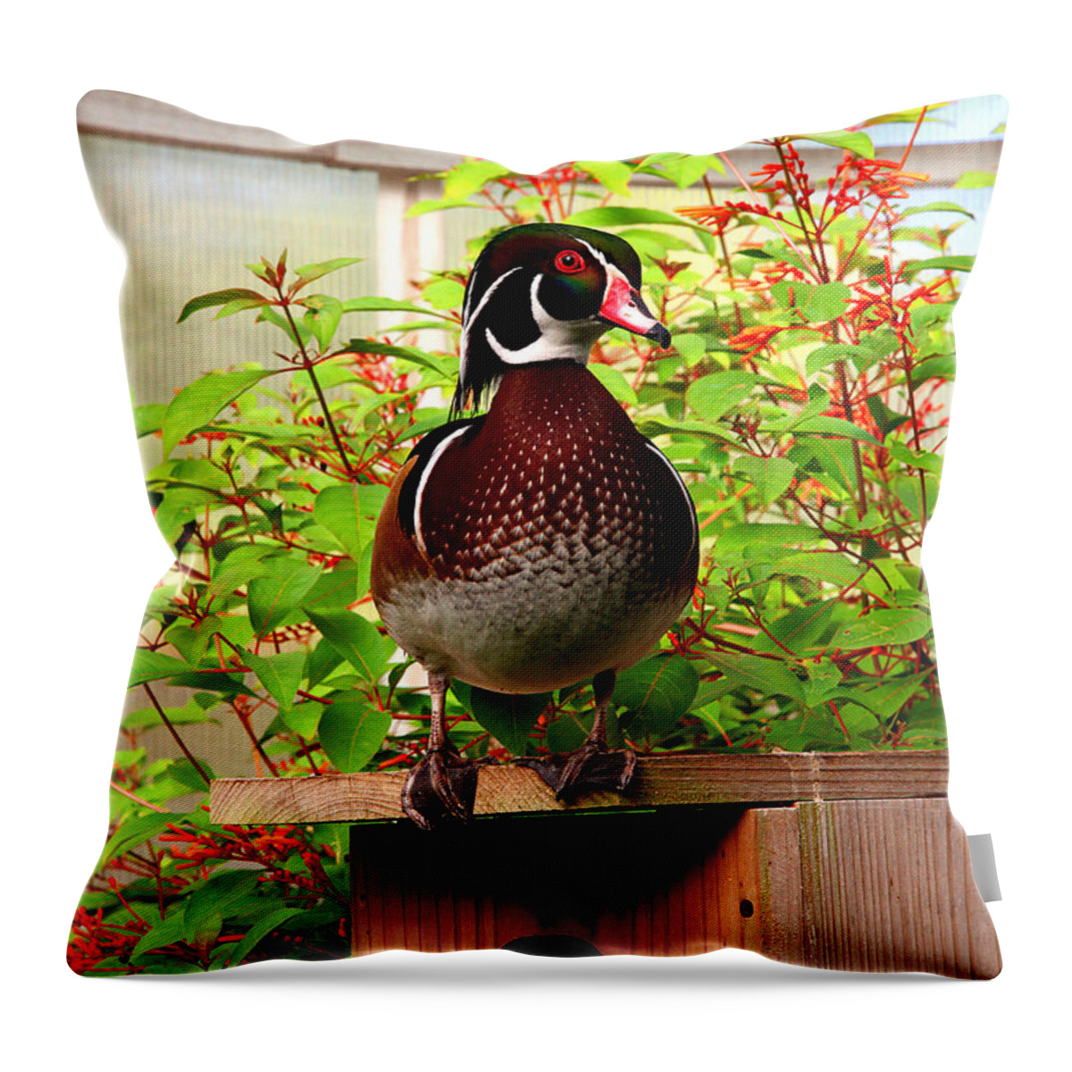 Duck Throw Pillow featuring the photograph Colorful Wood Duck by Jan Marvin