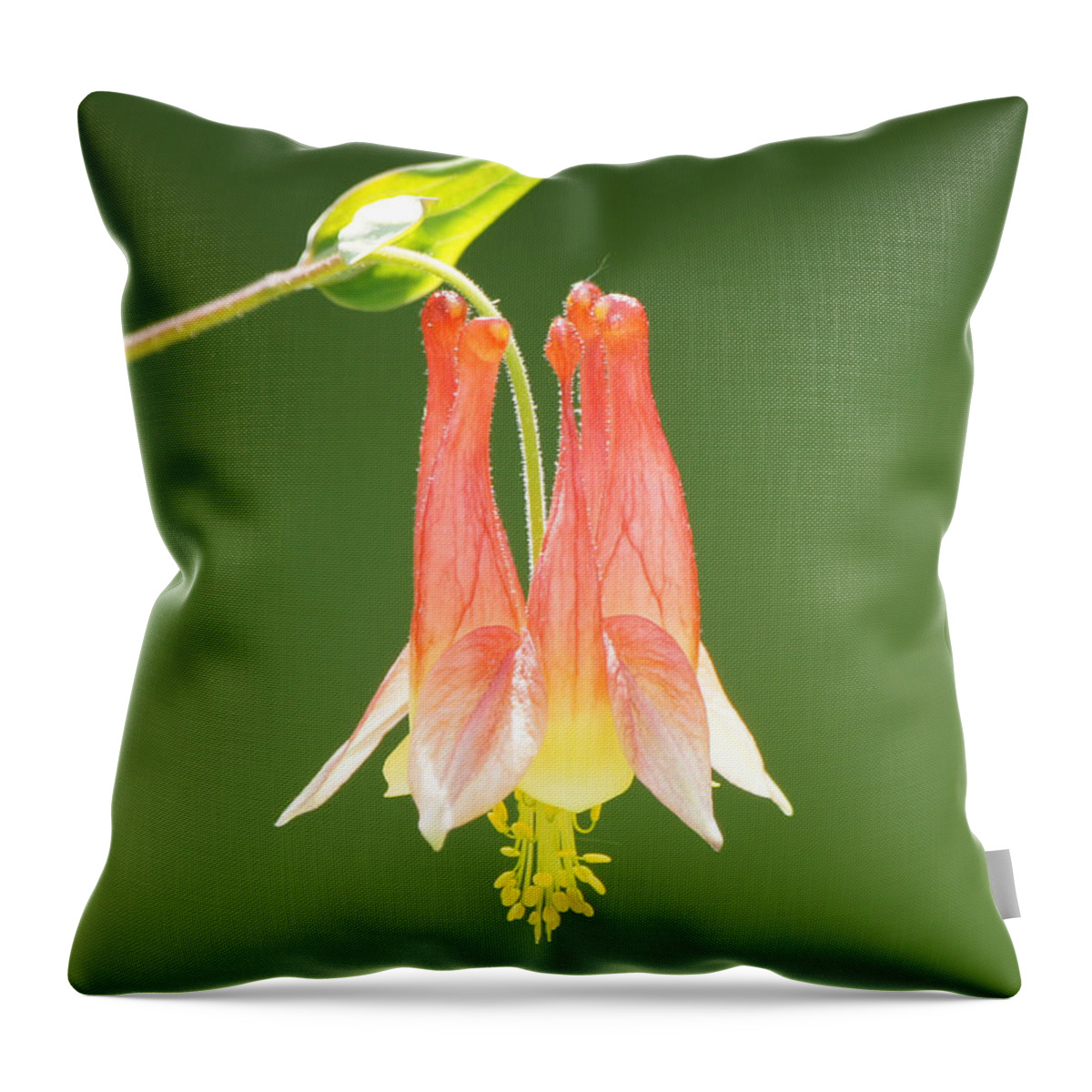 Columbine Flower In Sunlight Throw Pillow featuring the photograph Columbine Flower in Sunlight by Robert E Alter Reflections of Infinity