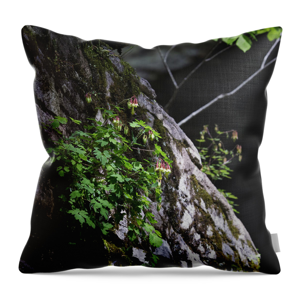 Columbine Throw Pillow featuring the photograph Columbine Flowers on River Rock by Michael Dougherty