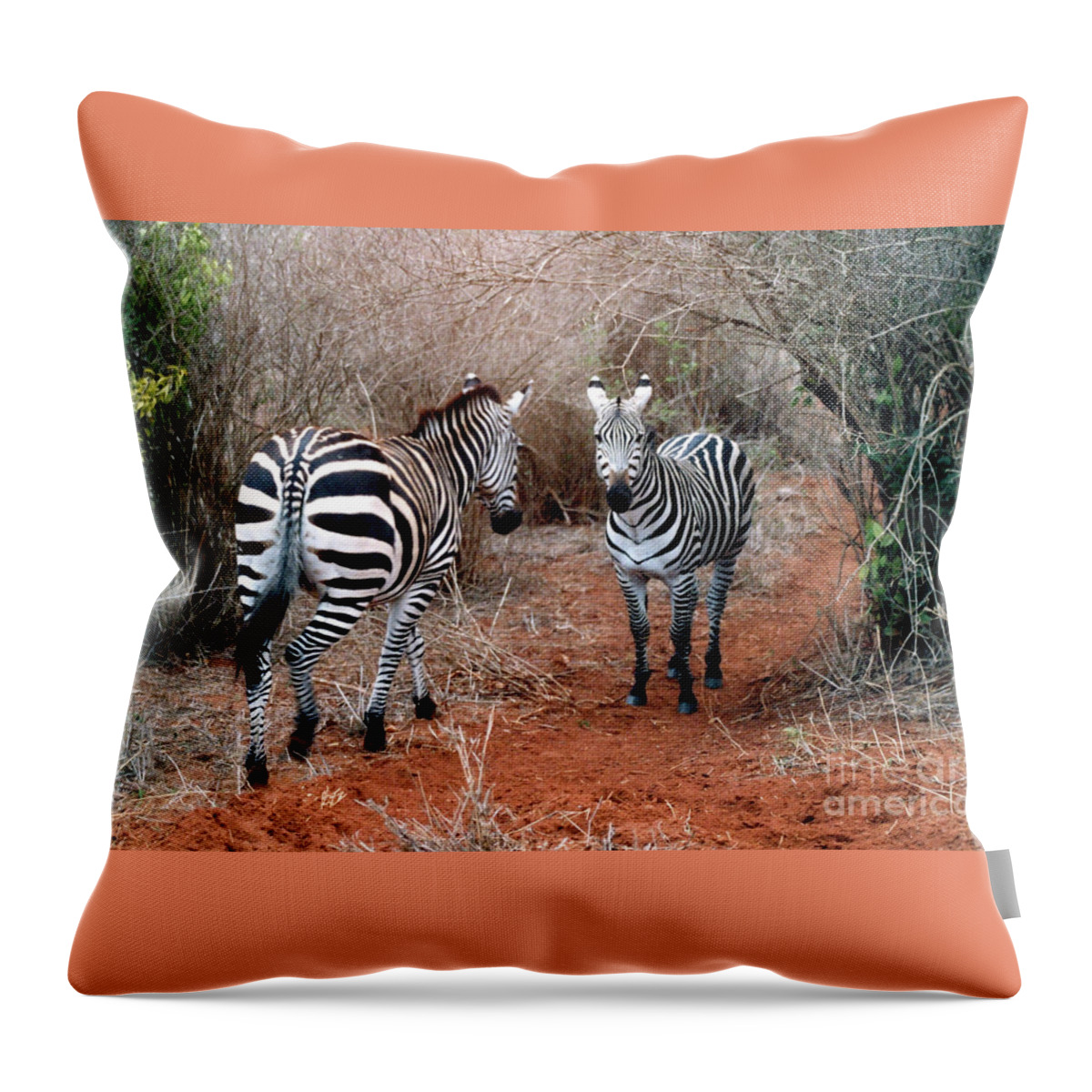 2 Zebras Throw Pillow featuring the pyrography Coming And Going by Phyllis Kaltenbach