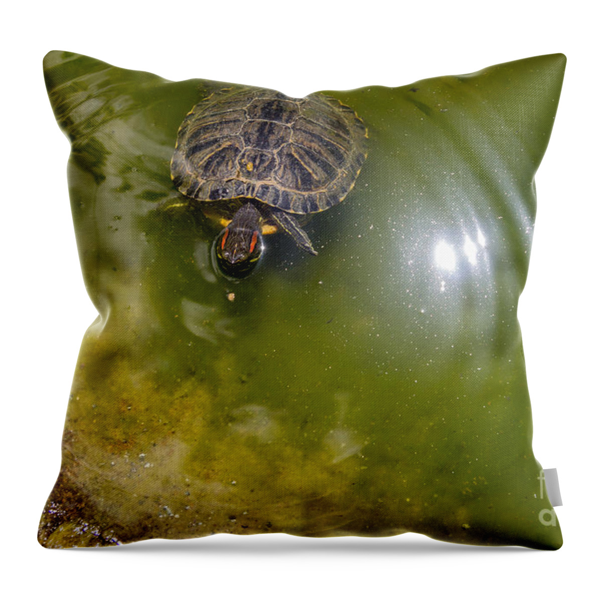 Turtle Throw Pillow featuring the photograph Coming Ashore by Suzanne Luft