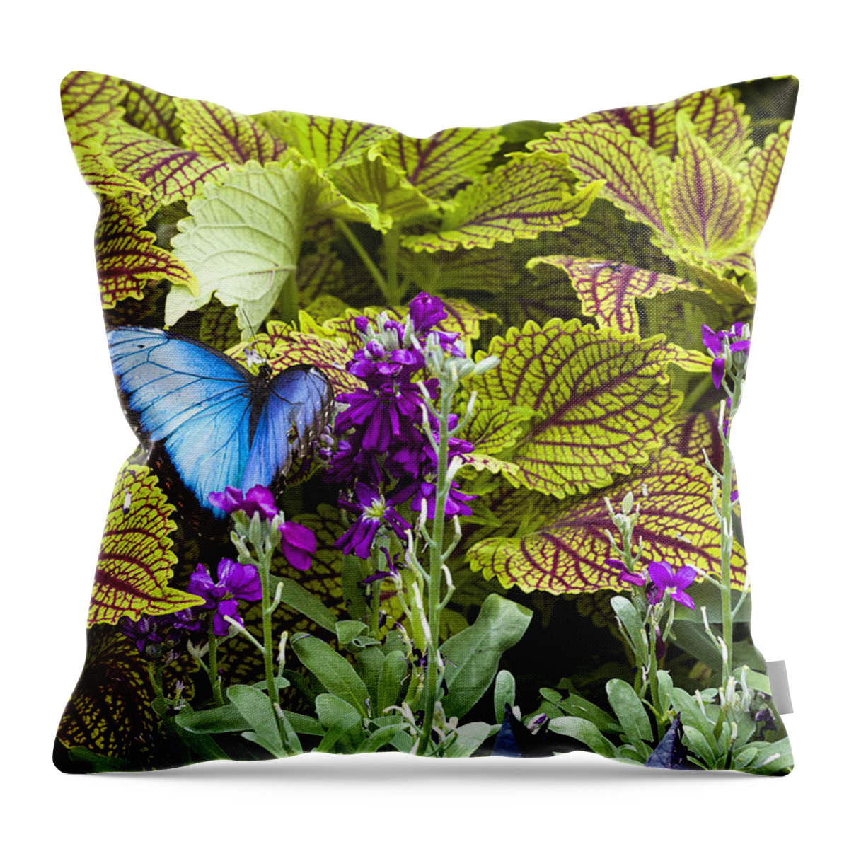 Animal Throw Pillow featuring the photograph Common Blue Morpho Butterfly by Jack R Perry